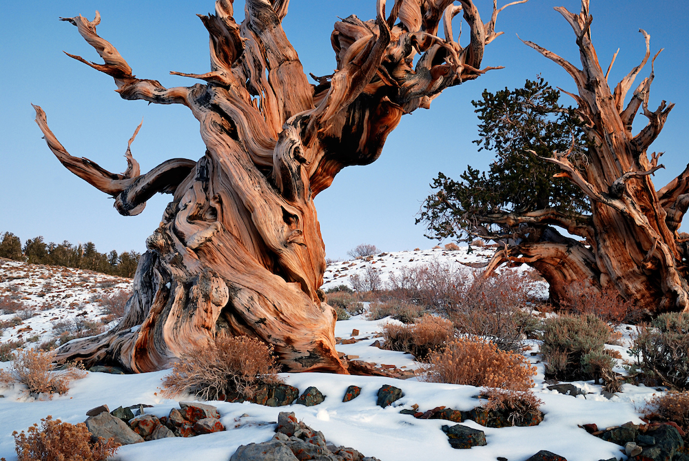 Gnarly_Bristlecone_Pine featured